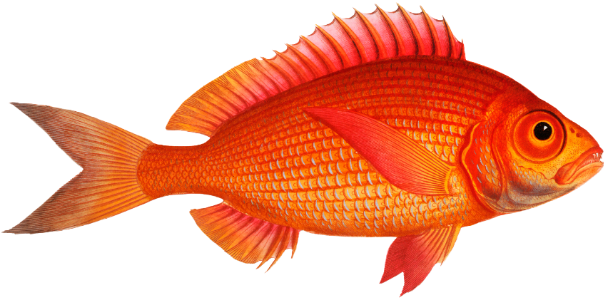 a pretty goldfish